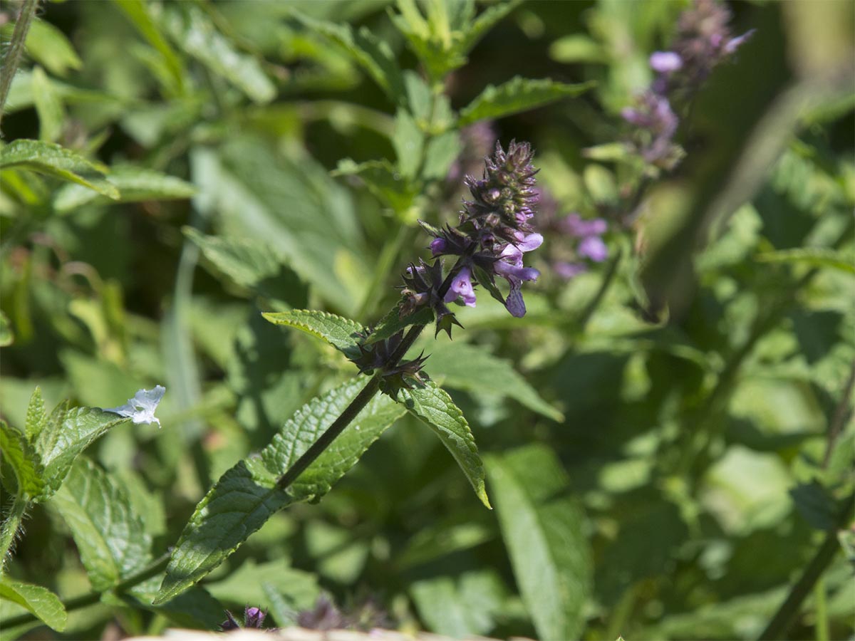 Stachys palustris